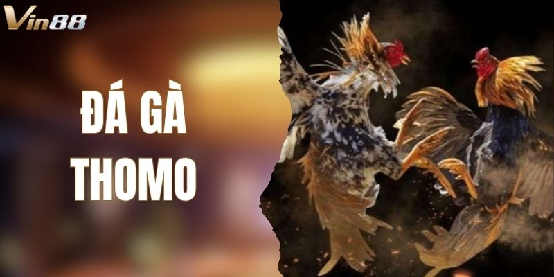Đá Gà Thomo – Trải Nghiệm Trận Đấu Kịch Tính, Nảy Lửa VIN88 