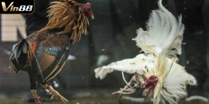 Những điều cần lưu ý  khi tham gia đá gà Thomo