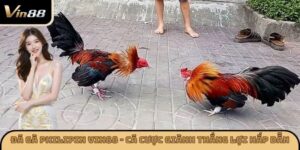 Đá Gà Philipin VIN88 – Cá Cược Giành Thắng Lợi Hấp Dẫn