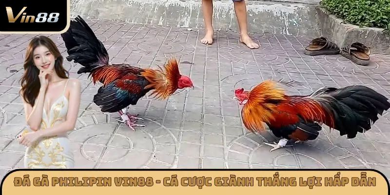 Đá Gà Philipin VIN88 – Cá Cược Giành Thắng Lợi Hấp Dẫn