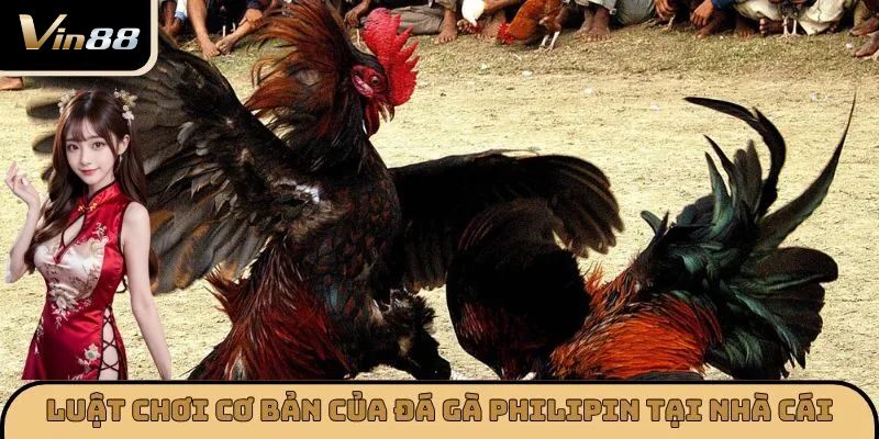 Luật chơi cơ bản của đá gà Philippines tại nhà cái