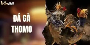 Đá Gà Thomo - Trải Nghiệm Trận Đấu Kịch Tính, Nảy Lửa VIN88