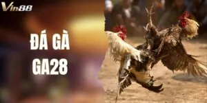 Sảnh Đá Gà GA28 Tại VIN88 - Cá Cược Thực Chiến Tốc Độ Cao